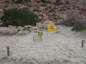 La tartaruga marina torna a deporre a Lampedusa